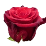 Red Paris Rose d'Equateur Ethiflora